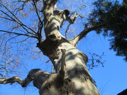 今塚月山神社の御神木