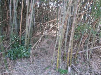 竹やぶ