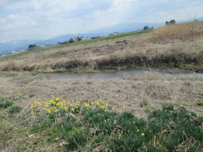 川辺の花
