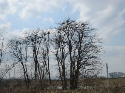 木
