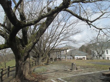 桜の丘