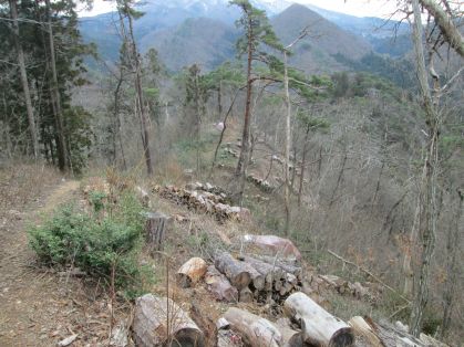 山