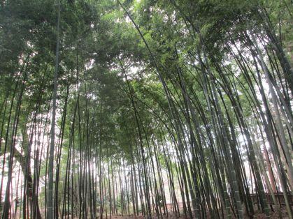 竹林