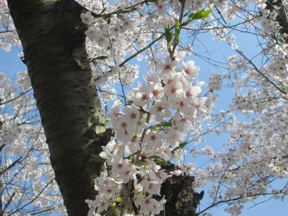 桜