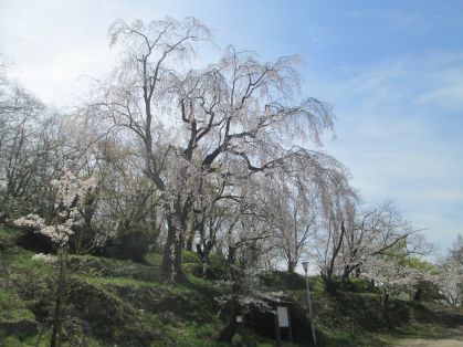 しだれ桜