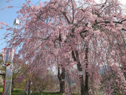 桜
