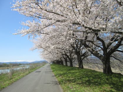 溝延桜堤