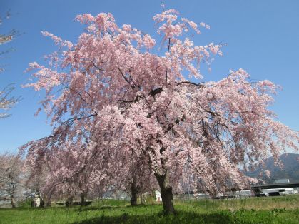 桜