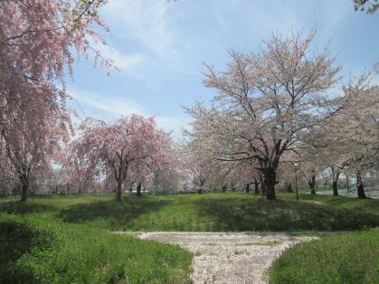 桜