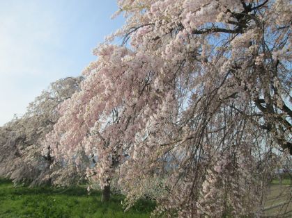 桜