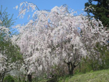 桜