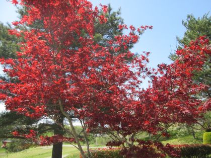 紅葉