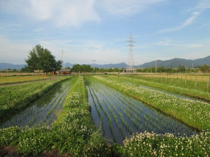 田んぼ